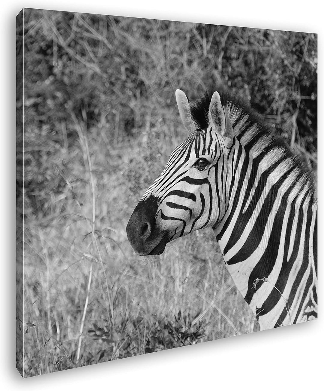 deyoli edles Zebra Format: 70x70 Effekt: Schwarz&Weiss als Leinwandbild, Motiv fertig gerahmt auf Ec
