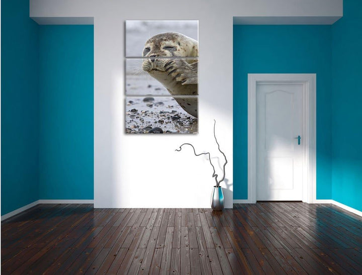 Pixxprint süsse Robbe beim Putzen als Leinwandbild/Grösse: 3 Teilig (120x80) cm/Wandbild/Kunstdruck/