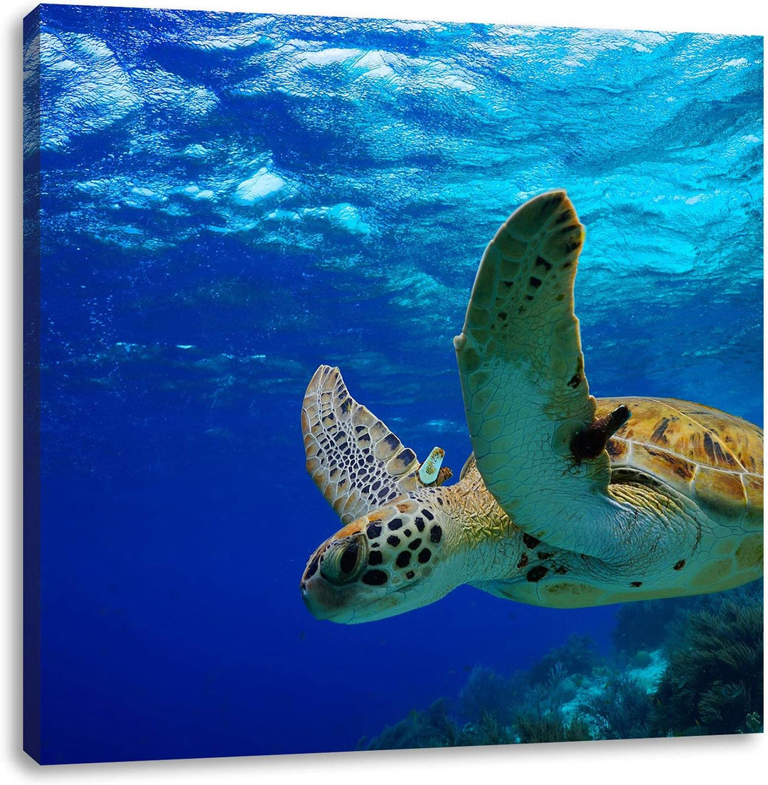 Schildkröte im Riff, Format: 70x70 auf Leinwand, XXL riesige Bilder fertig gerahmt mit Keilrahmen, K