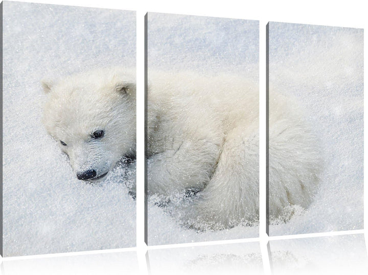 Pixxprint Eisbär im Schnee als Leinwandbild | Grösse: 3 Teilig (120x80) | Wandbild| Kunstdruck | fer