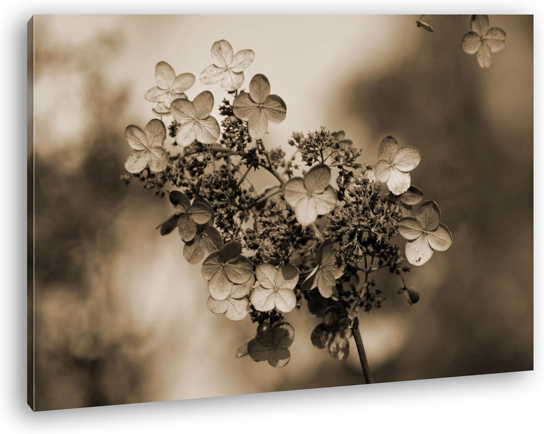 deyoli blühende Hortensien im Herbst Format: 80x60 Effekt: Sepia als Leinwandbild, Motiv fertig gera