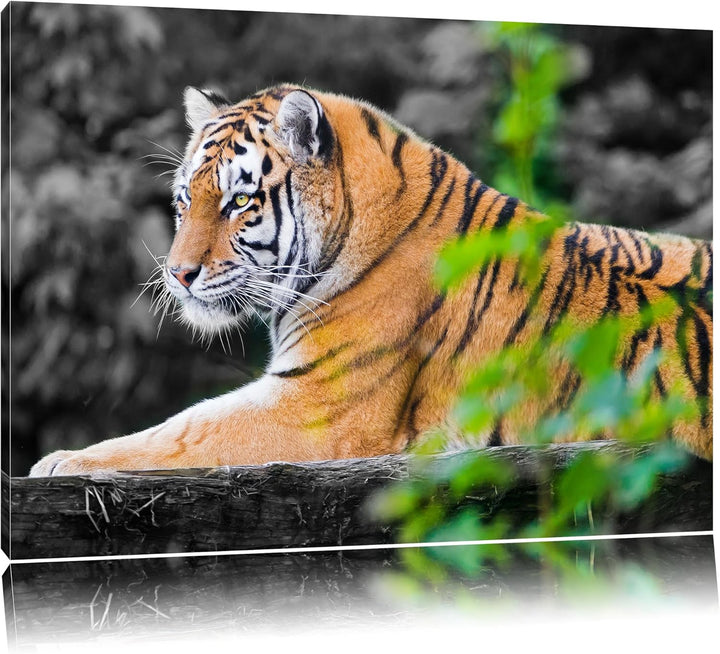 anmutiger Tiger auf Baumstamm schwarz/weiss auf Leinwand, XXL riesige Bilder fertig gerahmt mit Keil