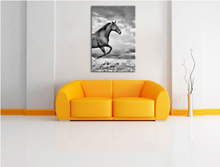 Pixxprint Monocrome, Edler schwarzer Hengst auf Wiese, Format: 100x70 auf Leinwand, XXL riesige Bild