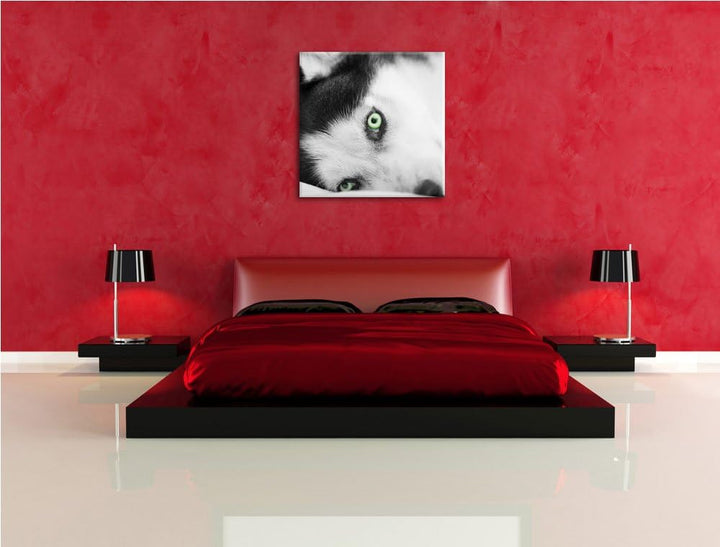 Pixxprint Husky im Bett mit Augen als Leinwandbild/Grösse: 70x70 cm/Wandbild/Kunstdruck/fertig bespa