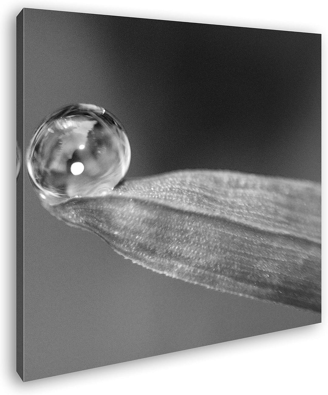 deyoli Regentropfen auf grünem Blatt im Format: 70x70 Effekt: Schwarz&Weiss als Leinwandbild, Motiv