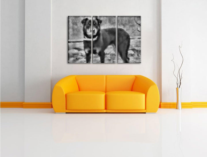 Pixxprint prächtiger Rottweiler als Leinwandbild | Grösse: 3 Teilig (120x80) | Wandbild| Kunstdruck
