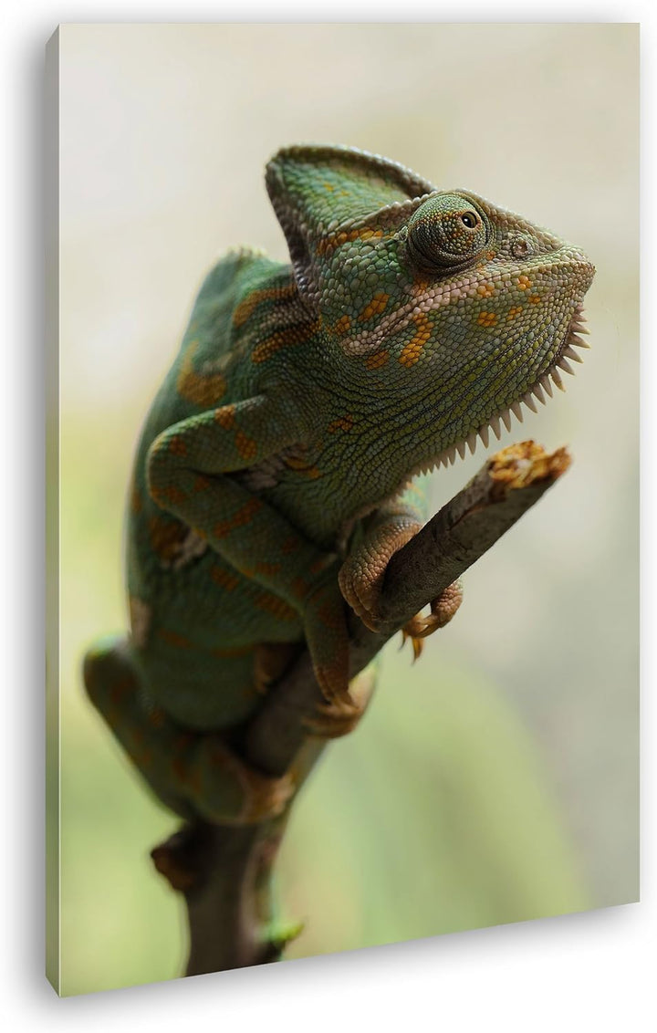 deyoli exotisches Chamäleon im Format: 80x60 als Leinwandbild, Motiv fertig gerahmt auf Echtholzrahm