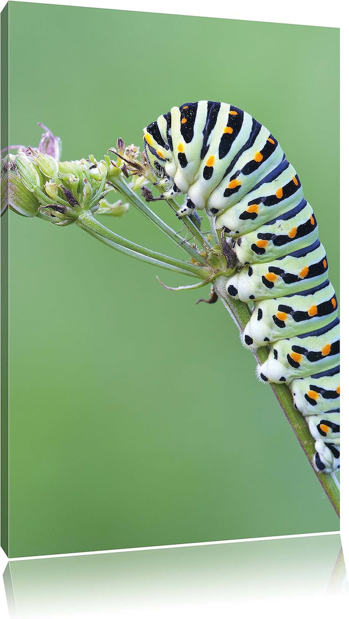 Pixxprint Grüne Raupe auf AST Insekten Urwald Tiere, Format: 100x70 auf Leinwand, 100x70