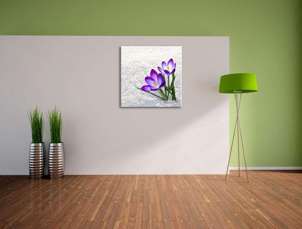 Lila Krokusse im Schnee, Format: 70x70 auf Leinwand, XXL riesige Bilder fertig gerahmt mit Keilrahme