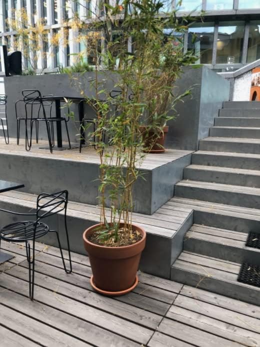 KOTARBAU® 24er Set Blumentopf aus Terrakotta ⌀ 6 cm Übertopf mit Rand für Innenräume und Gärten, Ter