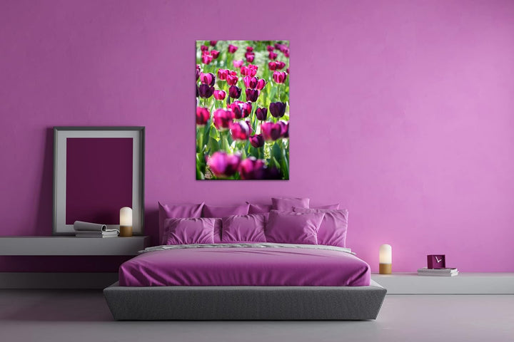 deyoli violette Tulpen Format: 80x60 als Leinwand, Motiv fertig gerahmt auf Echtholzrahmen, Hochwert