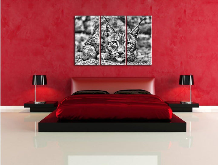 Pixxprint wachsamer Luchs als Leinwandbild/Grösse: 3 Teilig (120x80) / Wandbild/Kunstdruck/fertig be