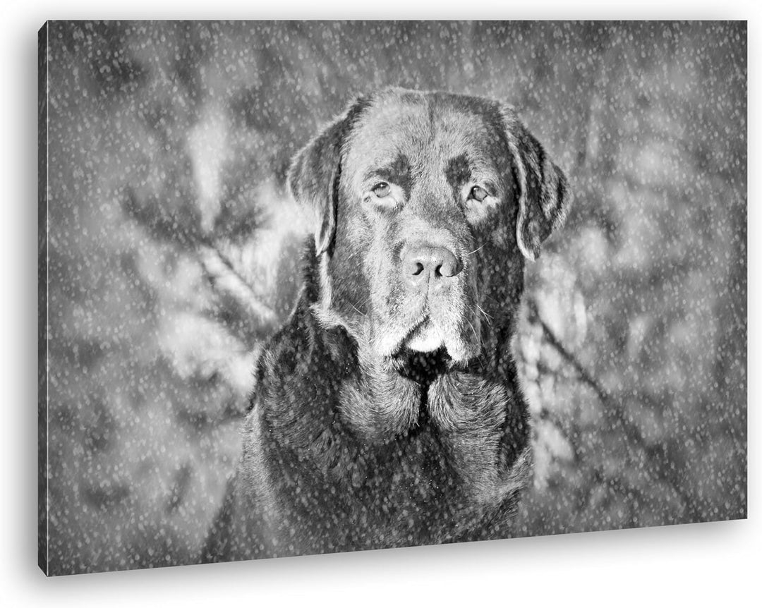 deyoli Hund im Schnee Effekt: Schwarz/Weiss Format: 80x60 als Leinwand, Motiv fertig gerahmt auf Ech