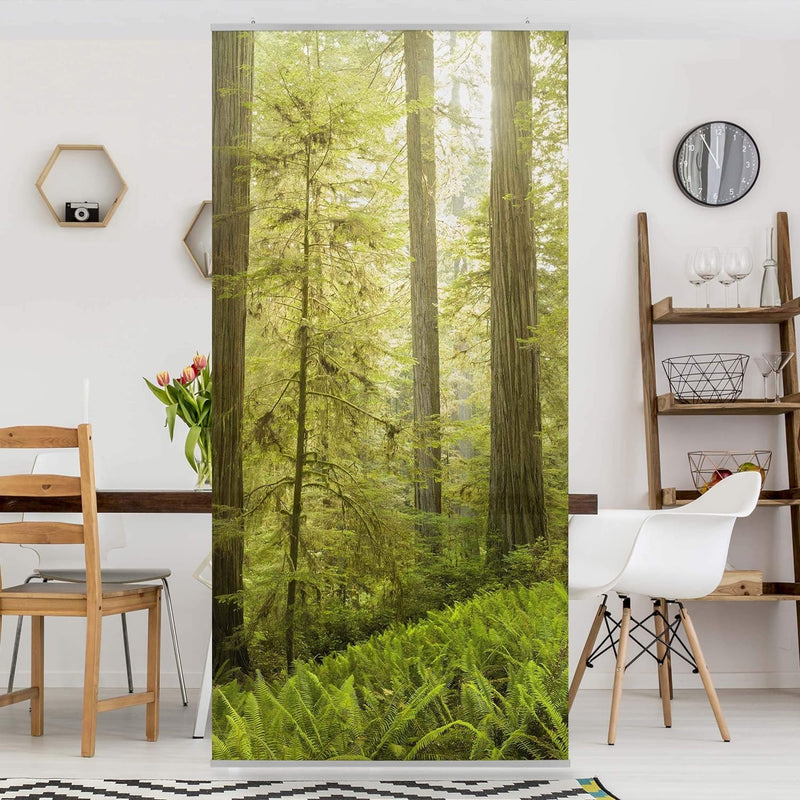 Bilderwelten Raumteiler Redwood State Park Waldblick 250x120cm ohne Halterung 250 x 120cm ohne Halte