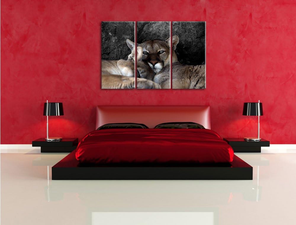 Pixxprint verschlafenes Puma Paar B&W Detail 3-Teiler Leinwandbild 120x80 Bild auf Leinwand