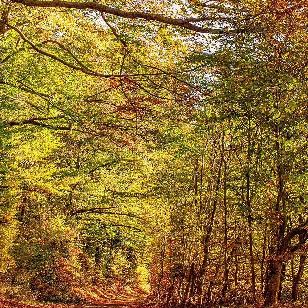 Leinwandbild Herbst 5 TLG Bild Kunstdruck Landschaft Natur Wald bunt 100x70 cm Leinwandbild 100x70 c