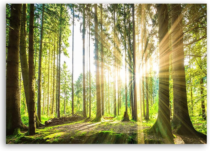 Feeby Leinwand Bilder - Natur - Wald - 120x80 cm- Deko Wohnzimmer - Wandbilder Schlafzimmer - Deko A