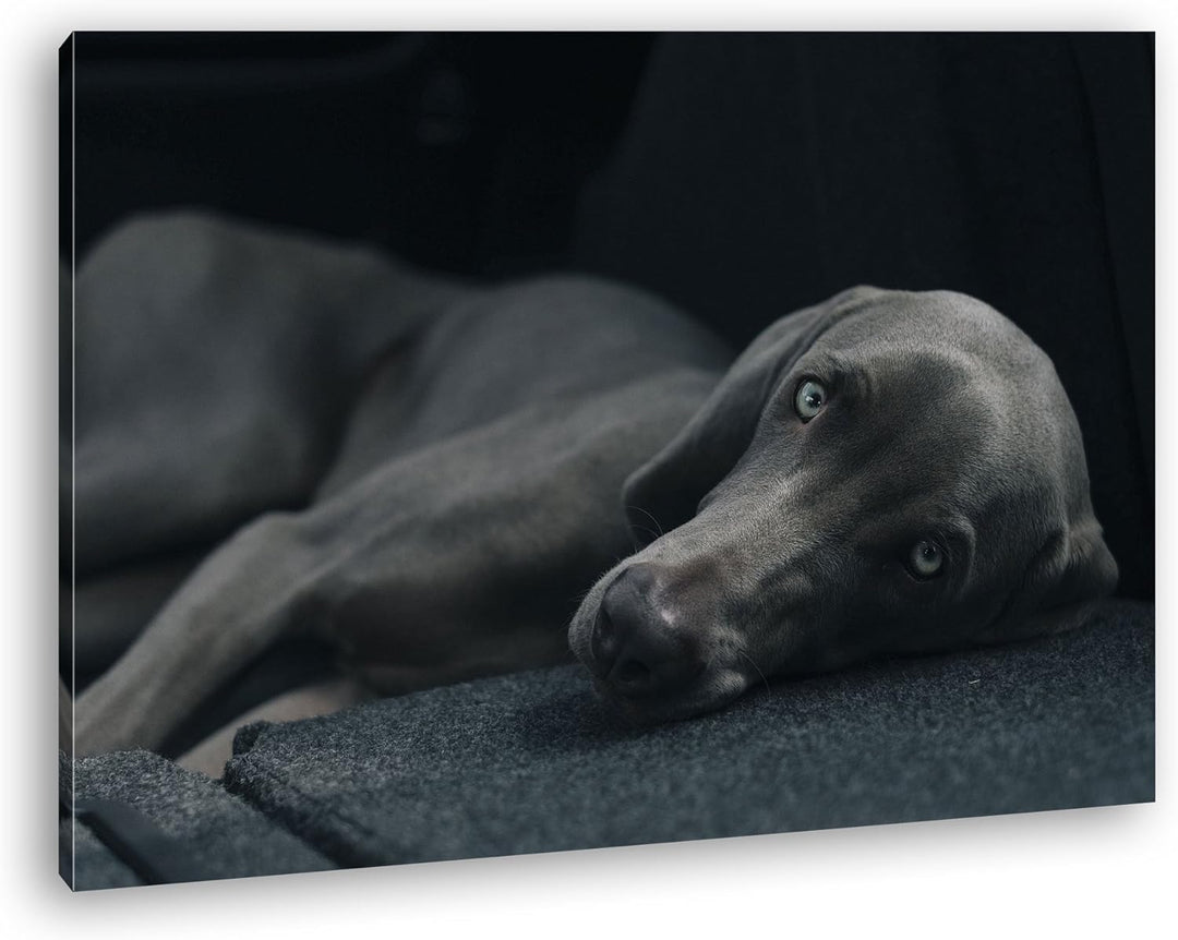 niedlicher treuer Hund auf dem Sofa Format: 80x60 als Leinwand, Motiv fertig gerahmt auf Echtholzrah