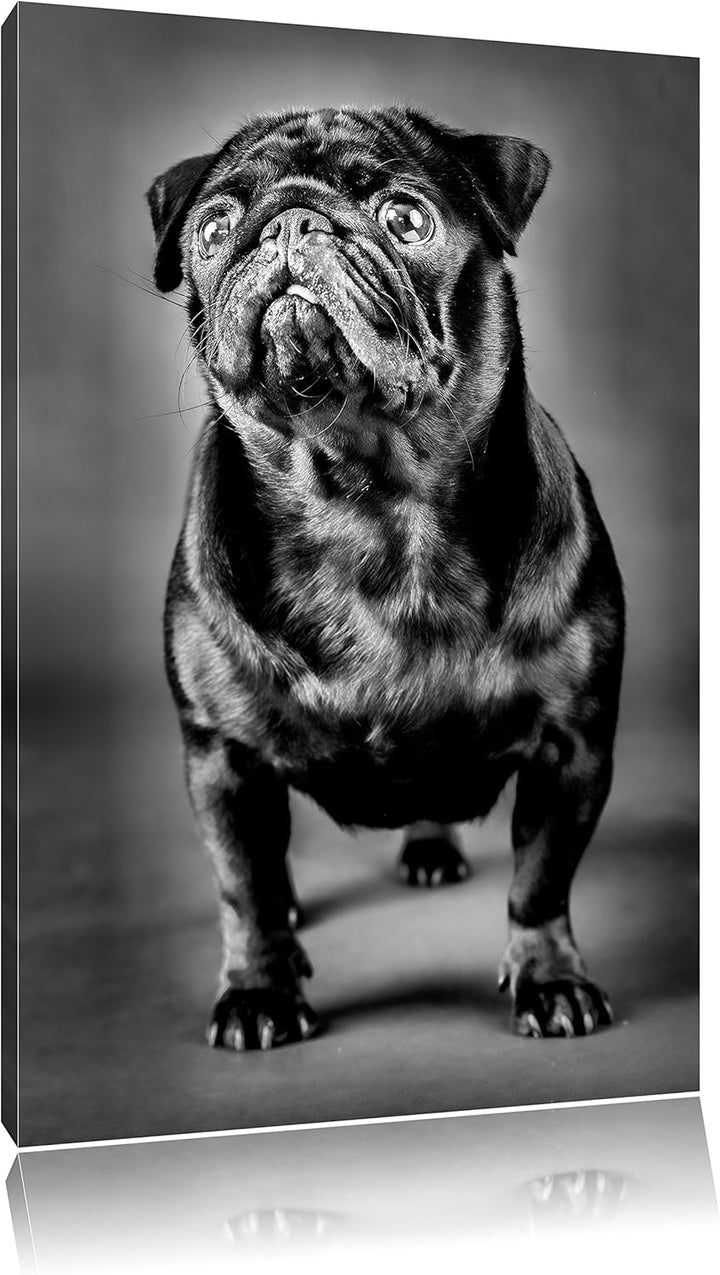 Pixxprint Süsser schwarzer Mops als Leinwandbild/Grösse: 100x70 cm/Wandbild/Kunstdruck/fertig bespan