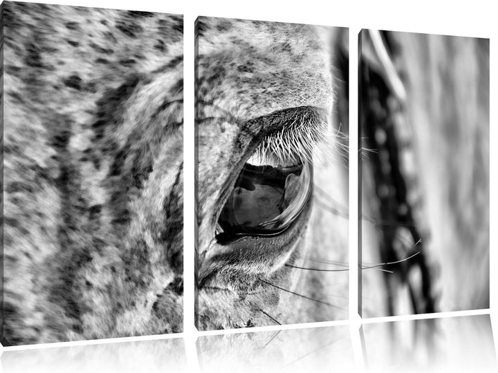 Pixxprint schöne grosse Pferdeaugen als Leinwandbild | Grösse: 3 Teilig (120x80) | Wandbild| Kunstdr