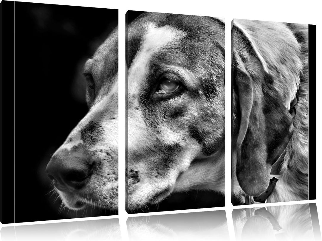Pixxprint hübscher Hund im Seitenprofil als Leinwandbild/Grösse: 3 Teilig (120x80) / Wandbild/Kunstd