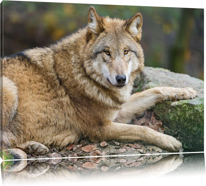 Pixxprint stolzer Wolf auf Stein auf Leinwand, XXL riesige Bilder fertig gerahmt mit Keilrahmen, Kun