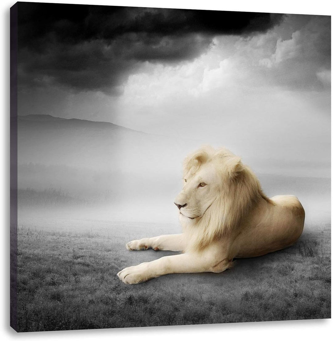 Pixxprint stolzer Löwe in Steppe als Leinwandbild | Grösse: 70x70 cm | Wandbild| Kunstdruck | fertig