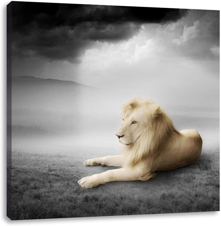 Pixxprint stolzer Löwe in Steppe als Leinwandbild | Grösse: 70x70 cm | Wandbild| Kunstdruck | fertig