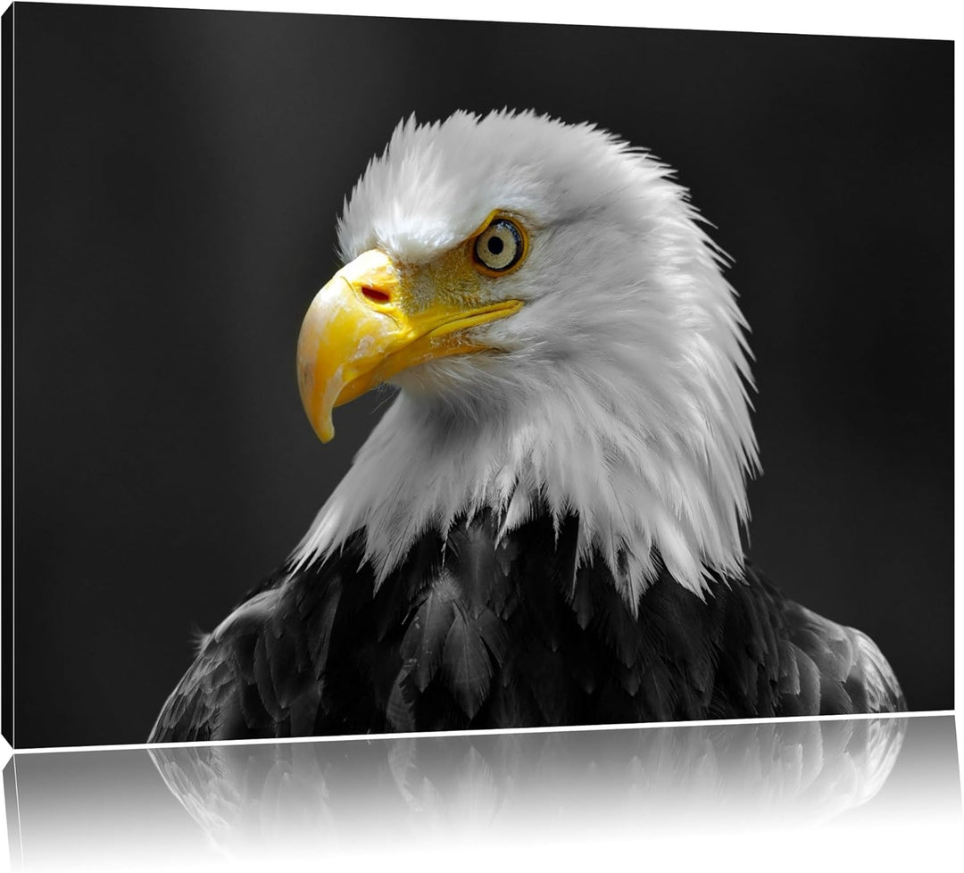 eindrucksvoller Weisskopfseeadler schwarz/weiss Format: 100x70 auf Leinwand, XXL riesige Bilder fert