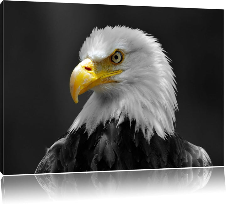 eindrucksvoller Weisskopfseeadler schwarz/weiss Format: 100x70 auf Leinwand, XXL riesige Bilder fert