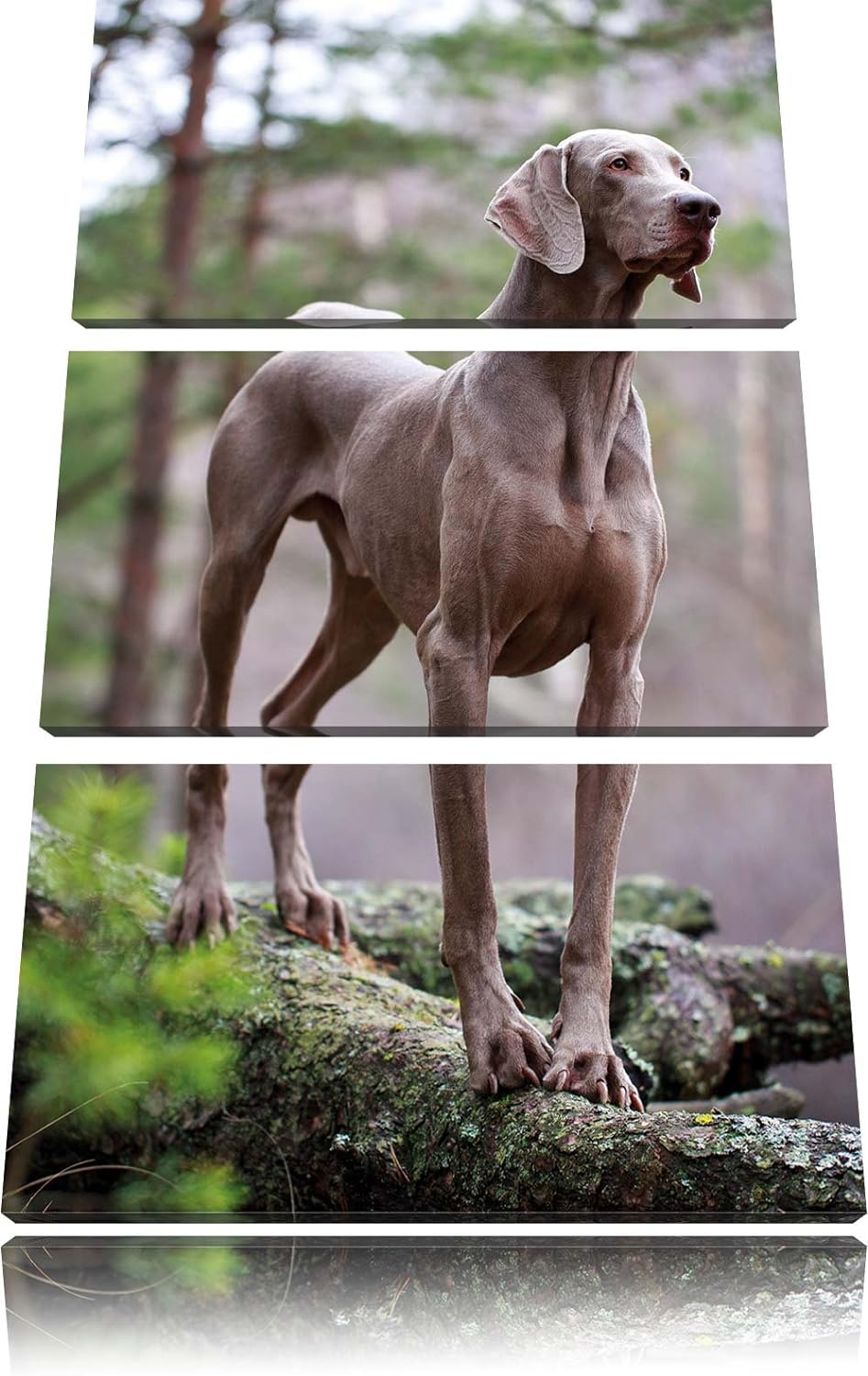 Pixxprint Edler Weimaraner im Wald 3-Teiler Leinwandbild 120x80 Bild auf Leinwand