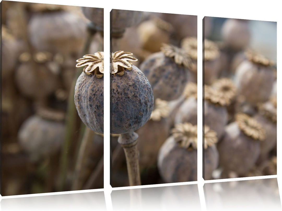 Pixxprint Mohnkapsel der Mohnblume / 3-Teilig/Gesamtmass 120cm Leinwandbild bespannt auf Holzrahmen/