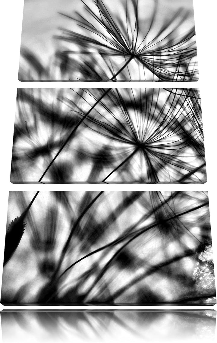 Pixxprint Monocrome, Pusteblumen mit Tautropfen 3-Teiler Leinwandbild 120x80 Bild auf Leinwand