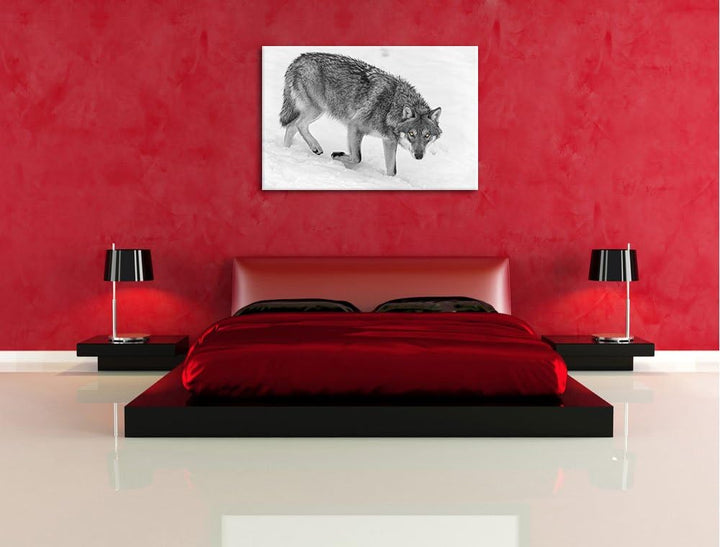 seltener Wolf im Schnee schwarz/weiss auf Leinwand, XXL riesige Bilder fertig gerahmt mit Keilrahmen