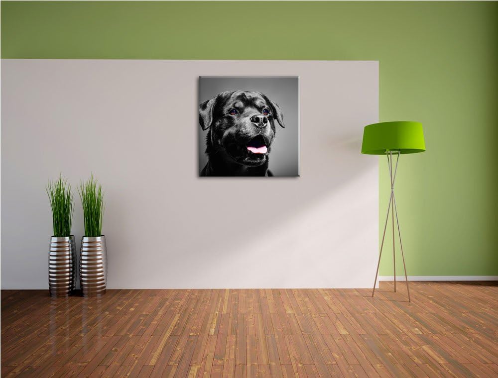 Pixxprint aufmerksamer Rottweiler als Leinwandbild/Grösse: 70x70 cm/Wandbild/Kunstdruck/fertig bespa