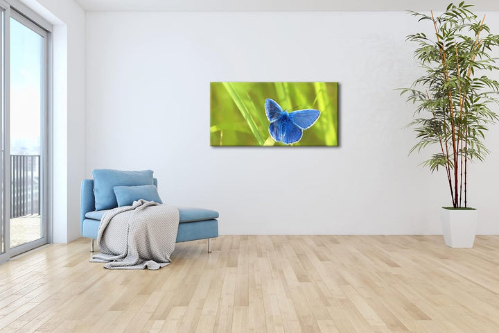 kleiner blauer Schmetterling Panorama 80x40 cm als Leinwandbild, Motiv fertig gerahmt auf Echtholzra