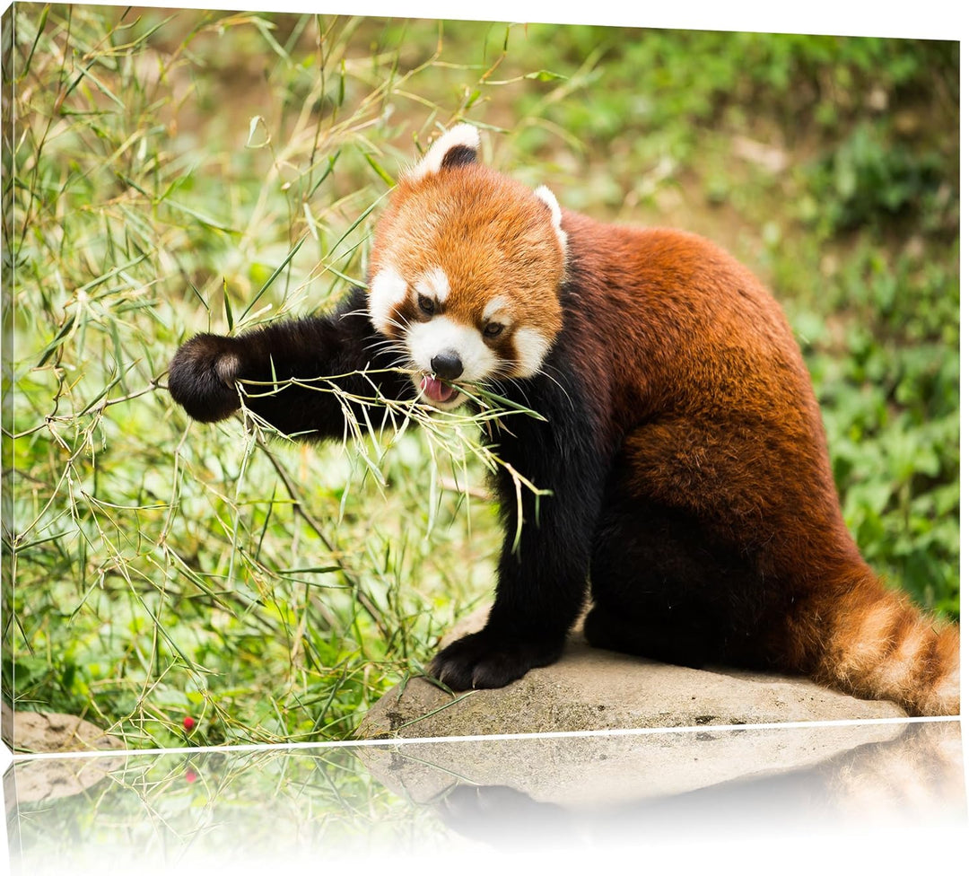 Niedlicher roter Panda, Format: 100x70 auf Leinwand, XXL riesige Bilder fertig gerahmt mit Keilrahme