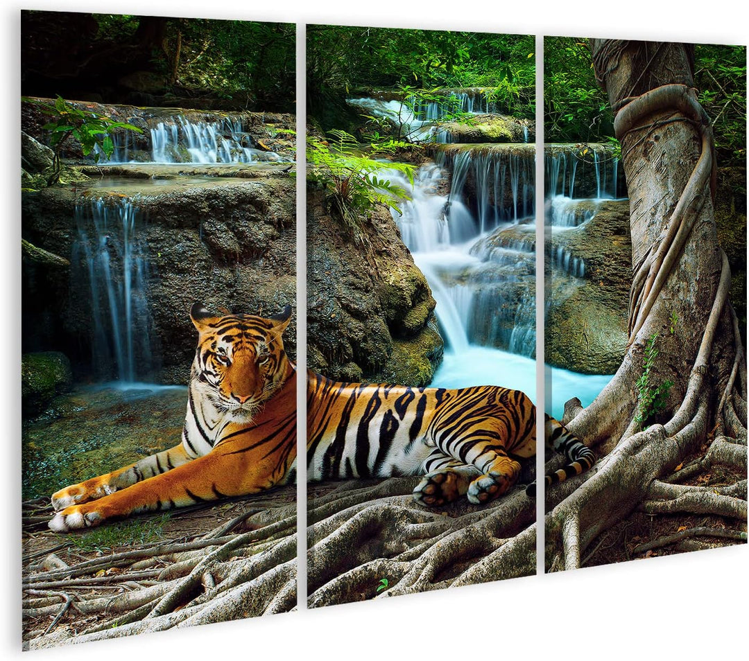islandburner Bild auf Leinwand Indochina Tiger Raubkatze Panthera Tigris corbetti Wandbild Poster Ku