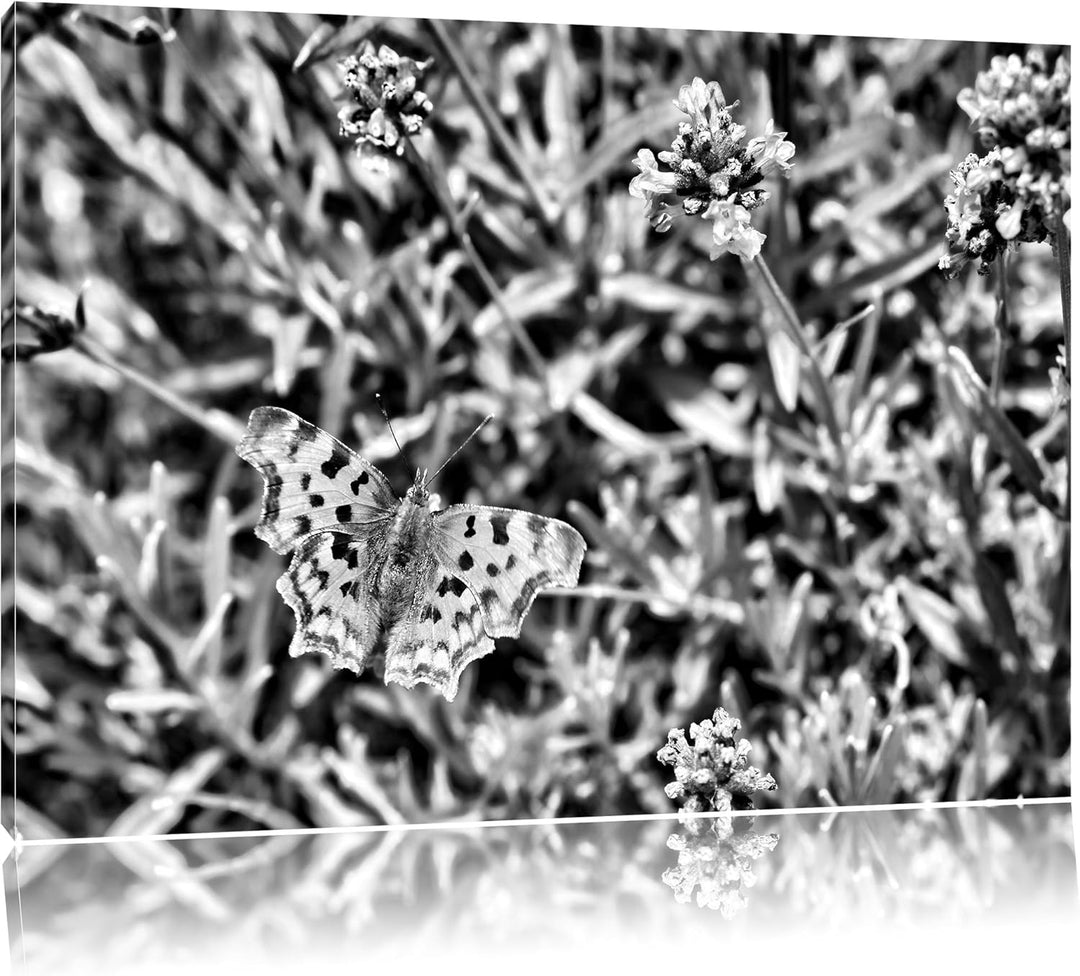 Pixxprint Schmetterling auf Blumenwiese / 100x70cm Leinwandbild bespannt auf Holzrahmen/Wandbild Kun
