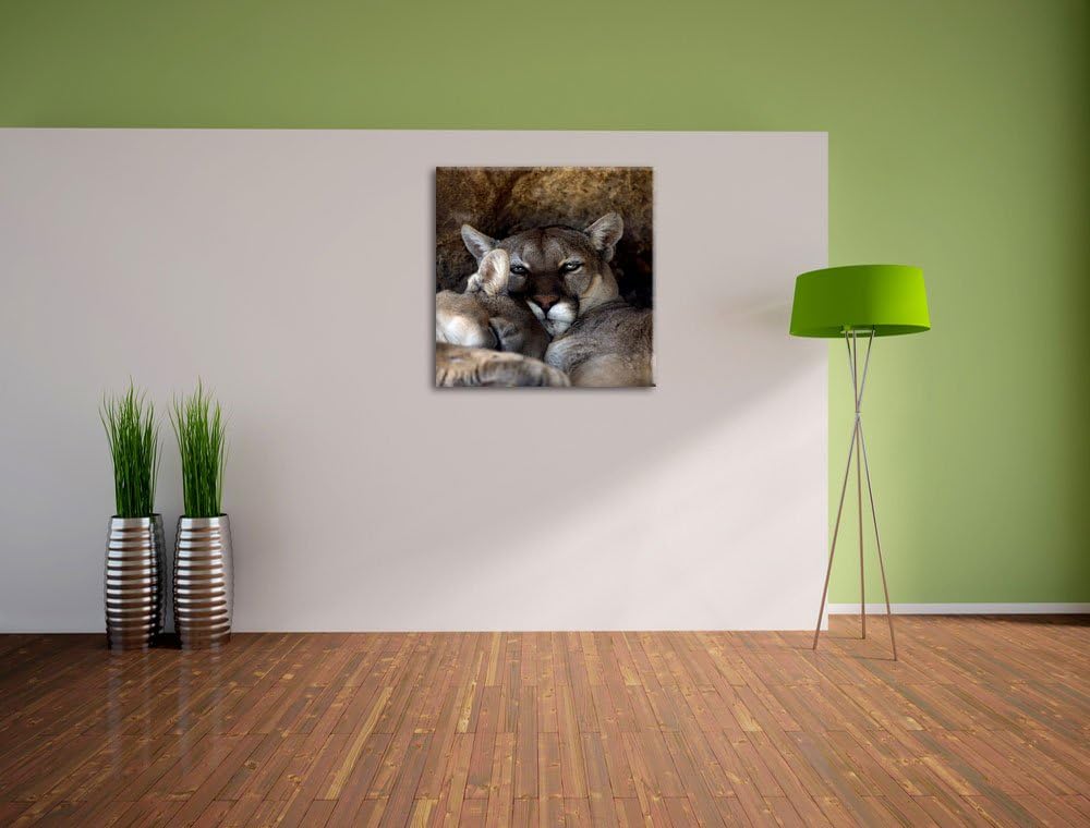 verschlafenes Puma Paar, Format: 70x70 auf Leinwand, XXL riesige Bilder fertig gerahmt mit Keilrahme