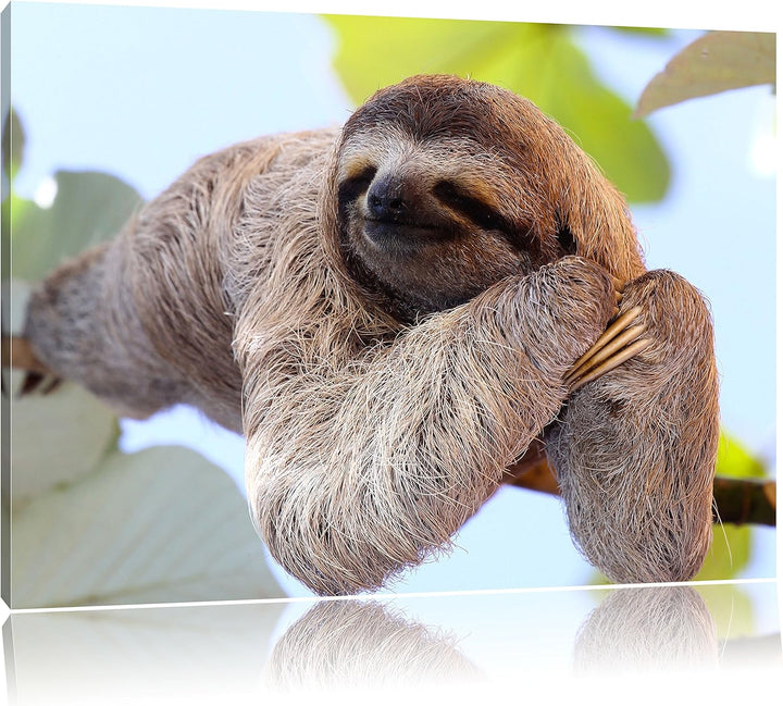 Pixxprint schönes Faultier hängt von AST als Leinwandbild/Grösse: 100x70 cm/Wandbild/Kunstdruck/fert