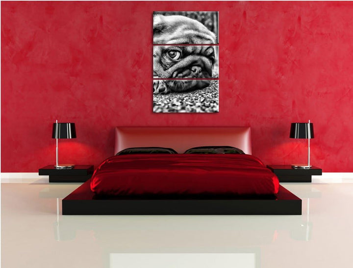 Pixxprint Süsser Mops auf Teppich als Leinwandbild/Grösse: 3 Teilig (120x80 cm) cm/Wandbild/Kunstdru