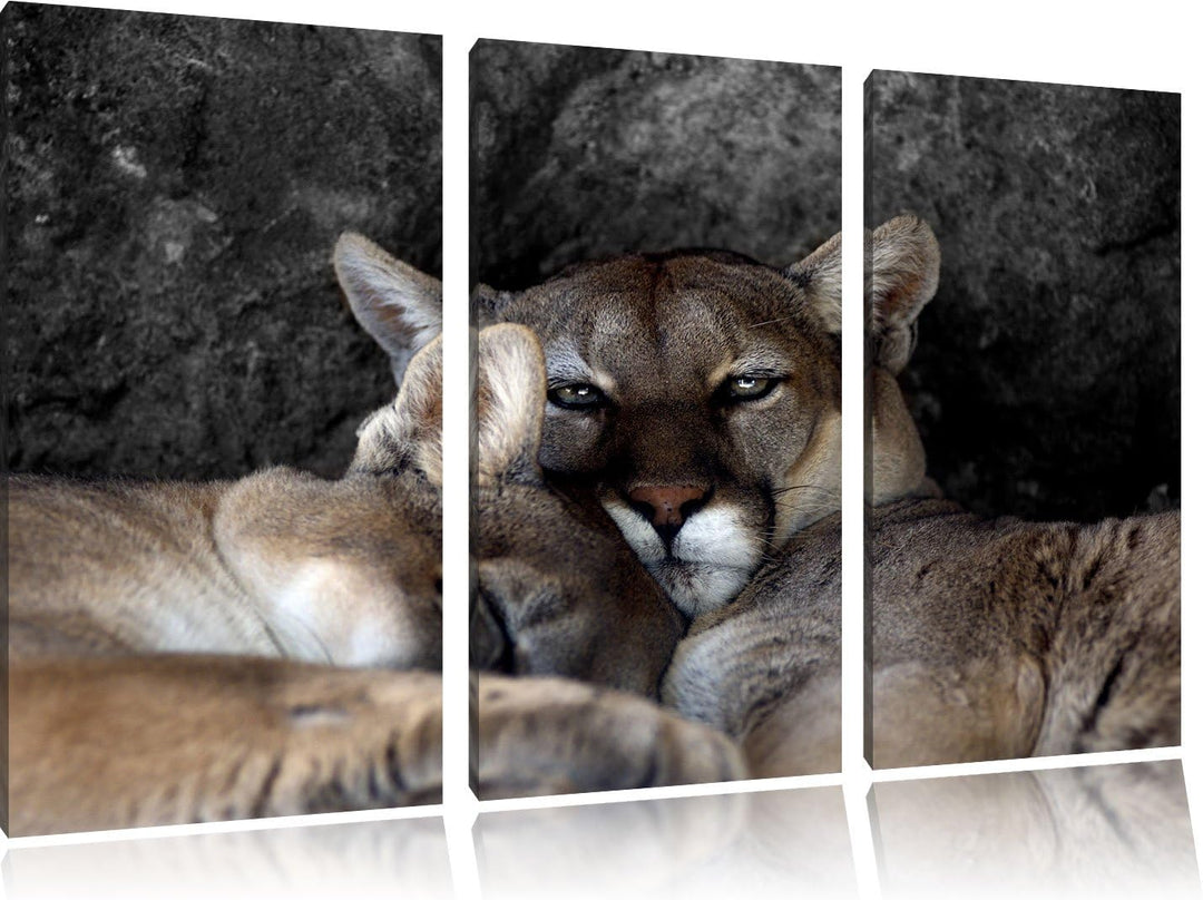 Pixxprint verschlafenes Puma Paar B&W Detail 3-Teiler Leinwandbild 120x80 Bild auf Leinwand