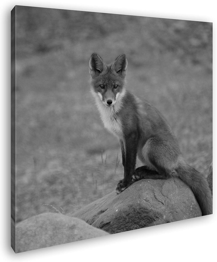 deyoli abwartender Fuchs Format: 70x70 Effekt: Schwarz&Weiss als Leinwandbild, Motiv auf Echtholzrah