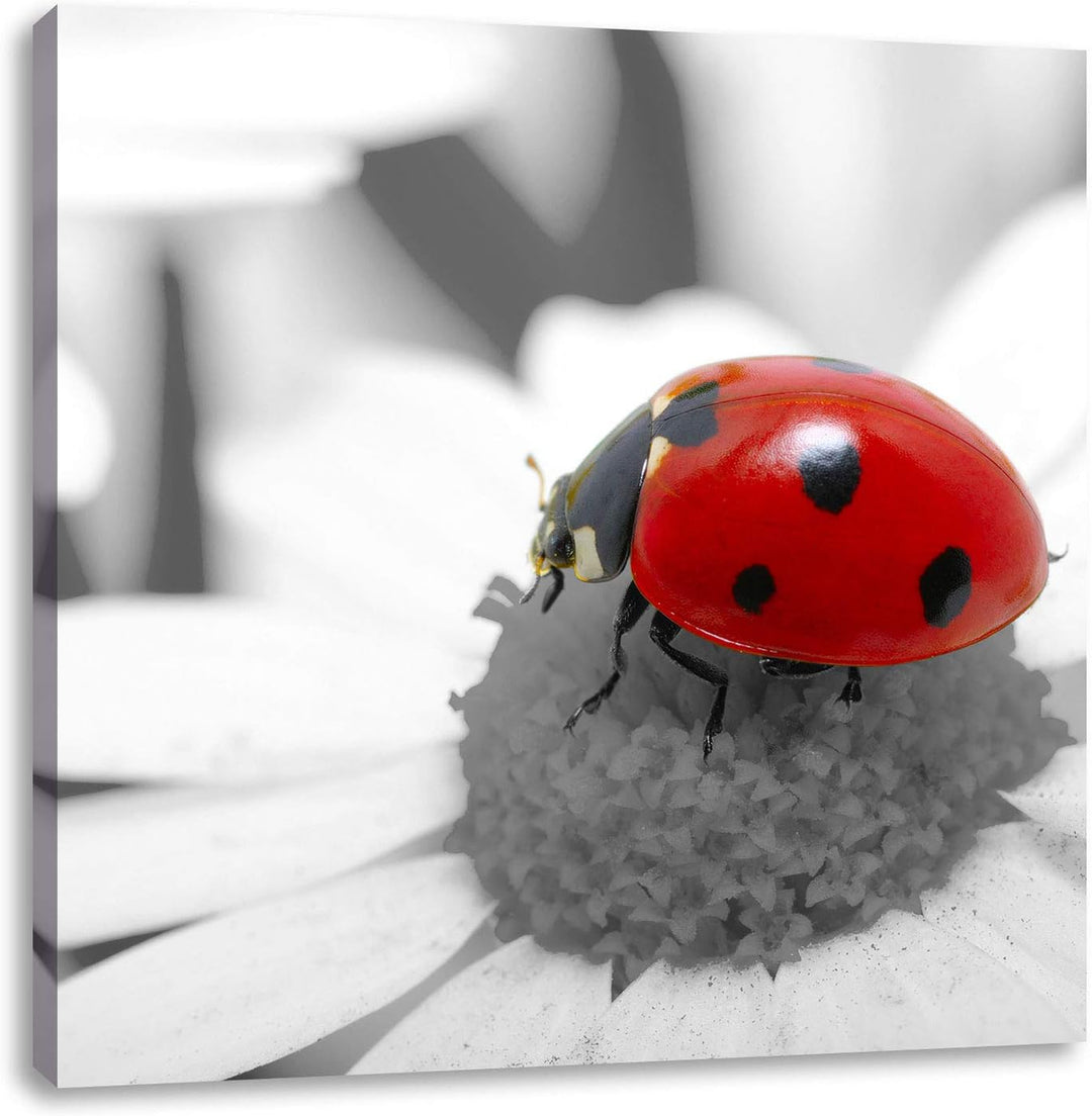 Pixxprint süsser Marienkäfer auf Gänseblume schwarz/weiss, Format: 70x70 auf Leinwand, 70x70