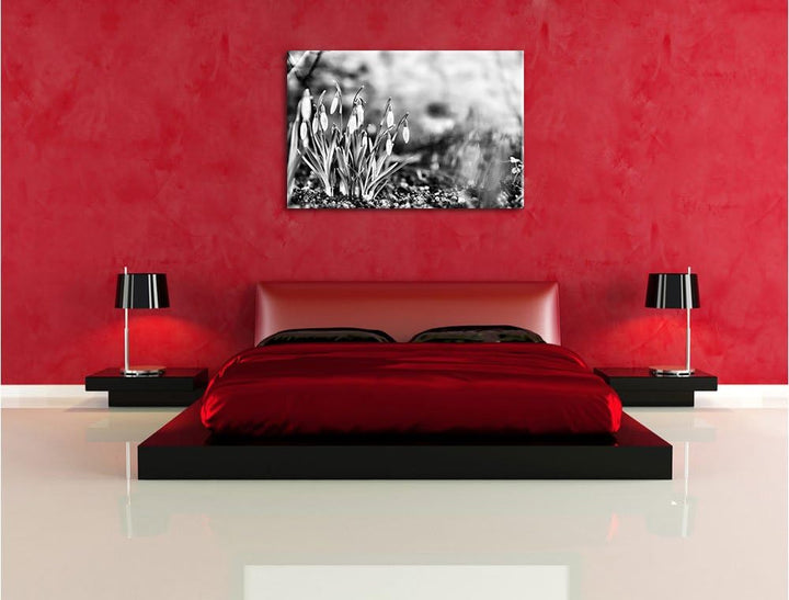 Pixxprint Schneeglöckchen am Waldrand als Leinwandbild/Grösse: 100x70 cm/Wandbild/Kunstdruck/fertig