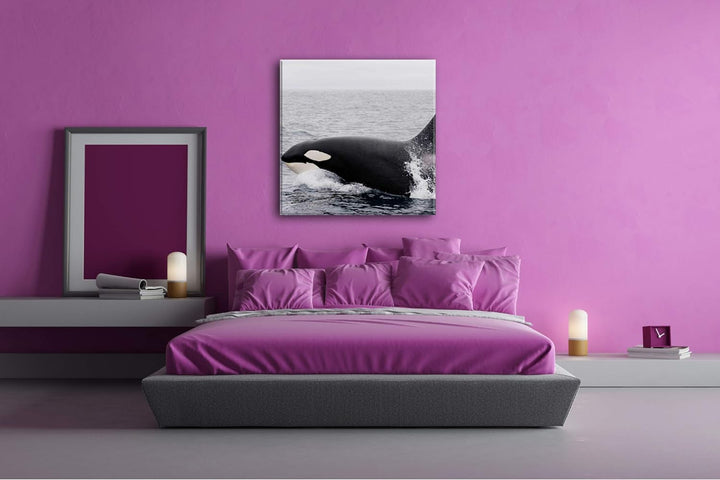 deyoli edler Orca Format: 70x70 als Leinwand, Motiv fertig gerahmt auf Echtholzrahmen, Hochwertiger