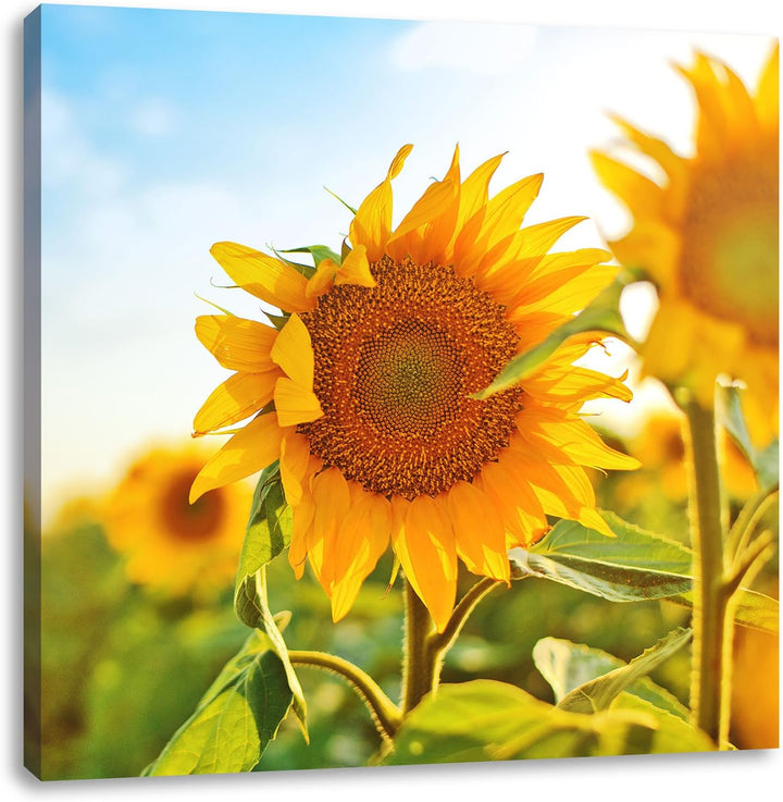 Pixxprint Strahlendes Sonnenblumenfeld, Format: 70x70 auf Leinwand, 70x70