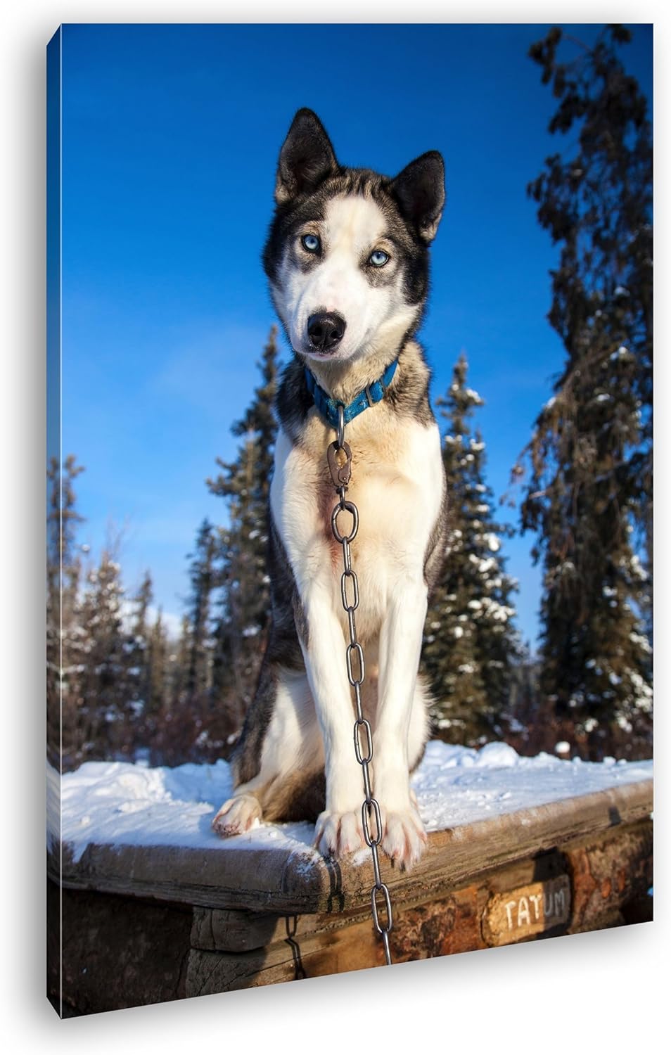 deyoli knuffiger Husky Format: 100x70 als Leinwand, Motiv fertig gerahmt auf Echtholzrahmen, Hochwer