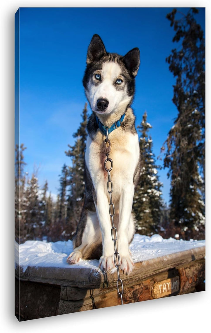 deyoli knuffiger Husky Format: 100x70 als Leinwand, Motiv fertig gerahmt auf Echtholzrahmen, Hochwer